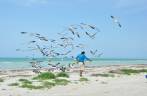 Alvoroço de gaivotas em praia da ilha de Holbox, no norte do Yucatán, no México